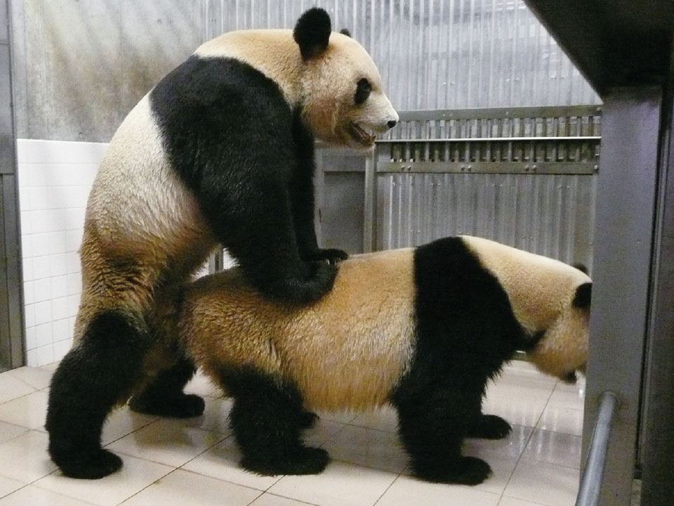 动物交流配对成功视频大全：涨姿势看看动物怎么交配的