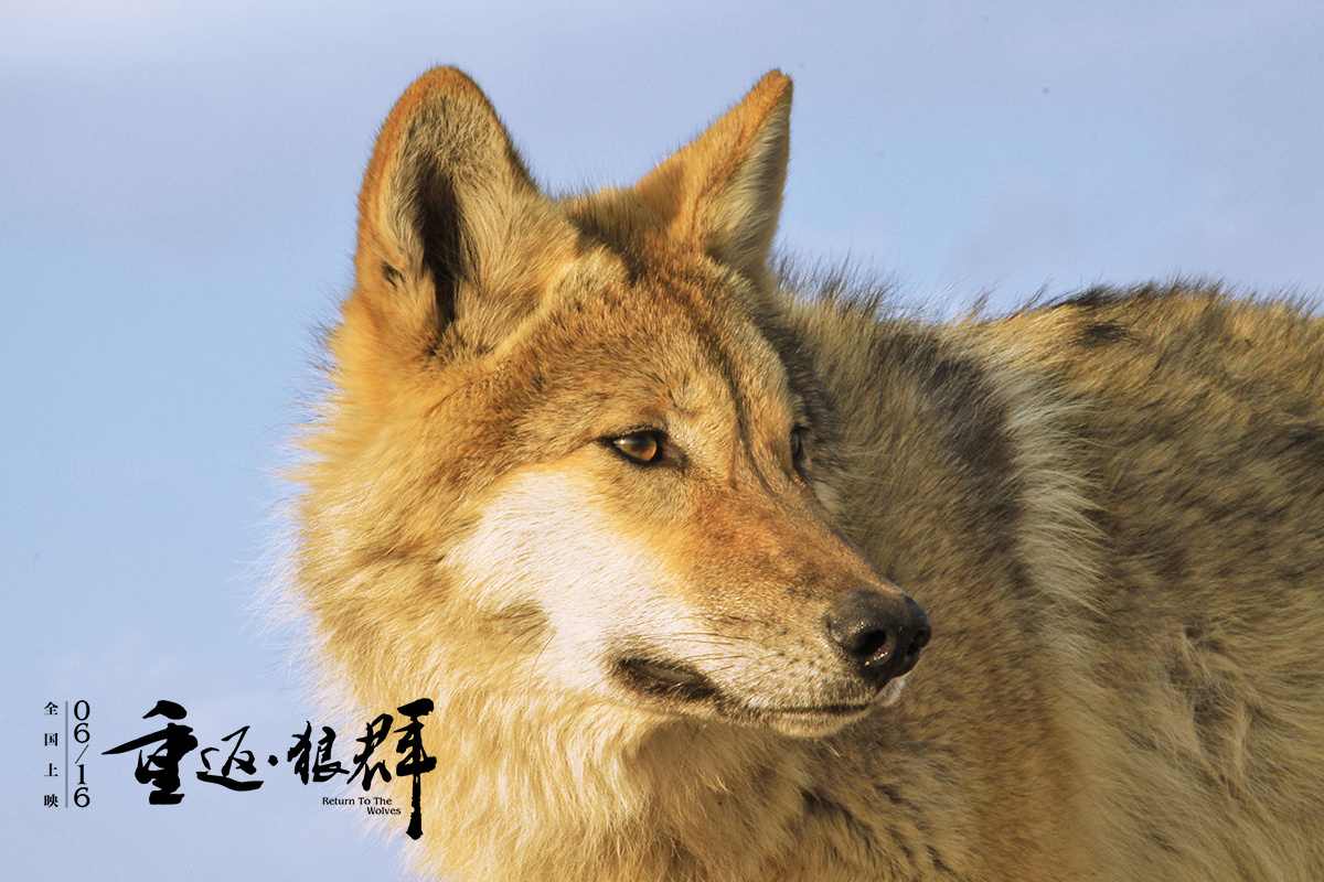 《重返狼群》十二集纪录片完整版+PDF电子书合集 夸克网盘/百度网盘下载