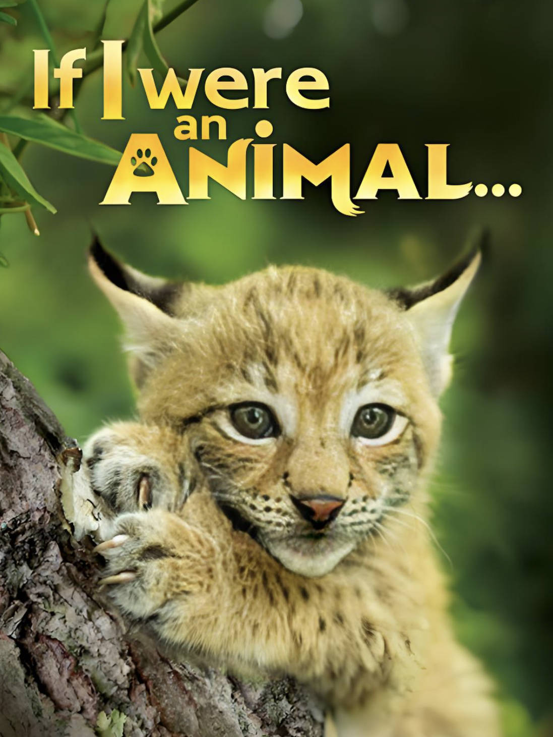 假如我是一只动物(If I were an Animal )纪录片52集完整版 中文国语普通话高清1080P夸克百度网盘